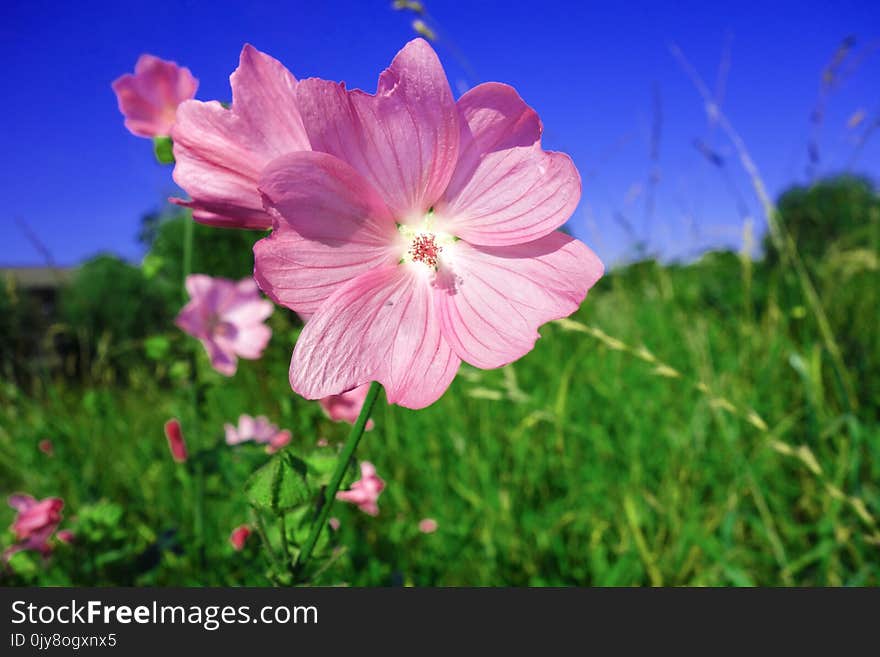 Flower, Pink, Flora, Plant