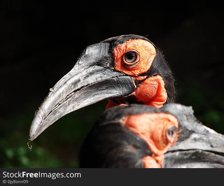 Beak, Bird, Hornbill, Fauna