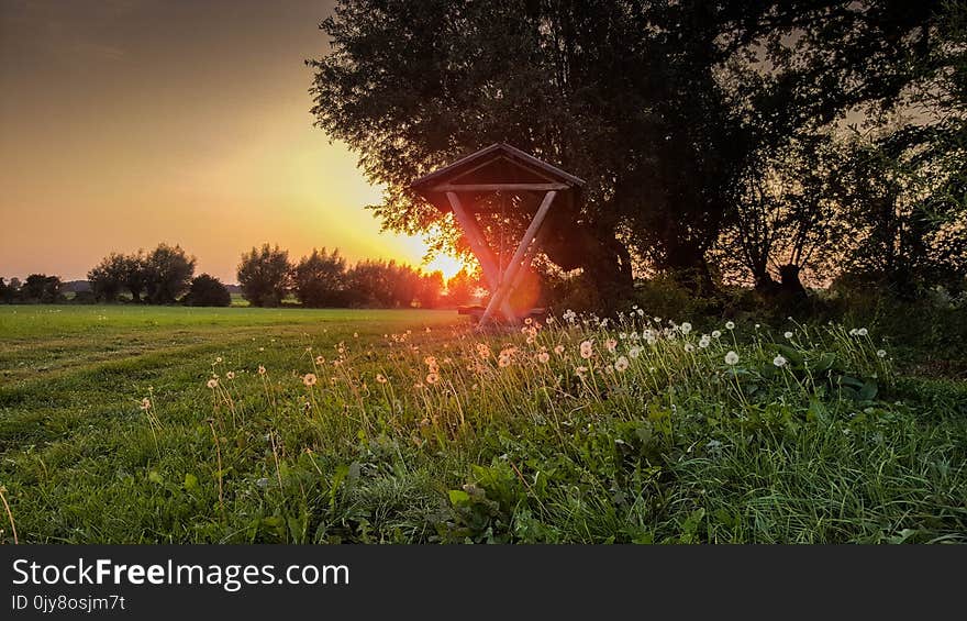 Grass, Field, Sky, Meadow