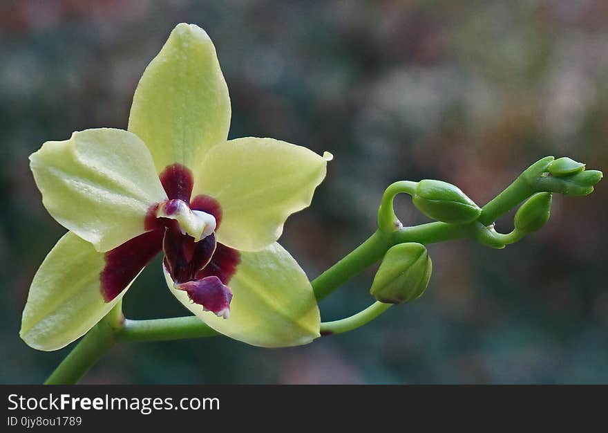 Plant, Flora, Flowering Plant, Flower