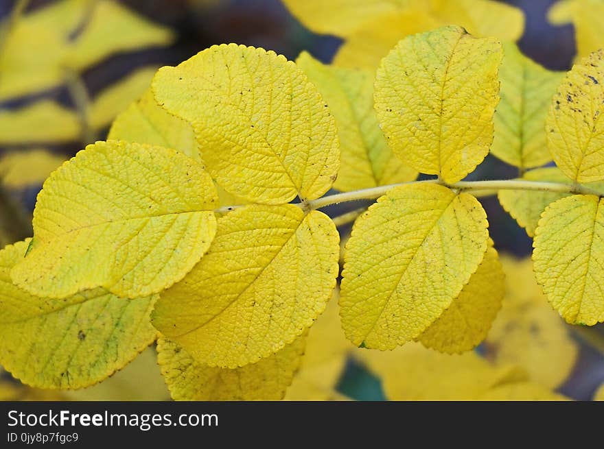 Leaf, Yellow, Autumn