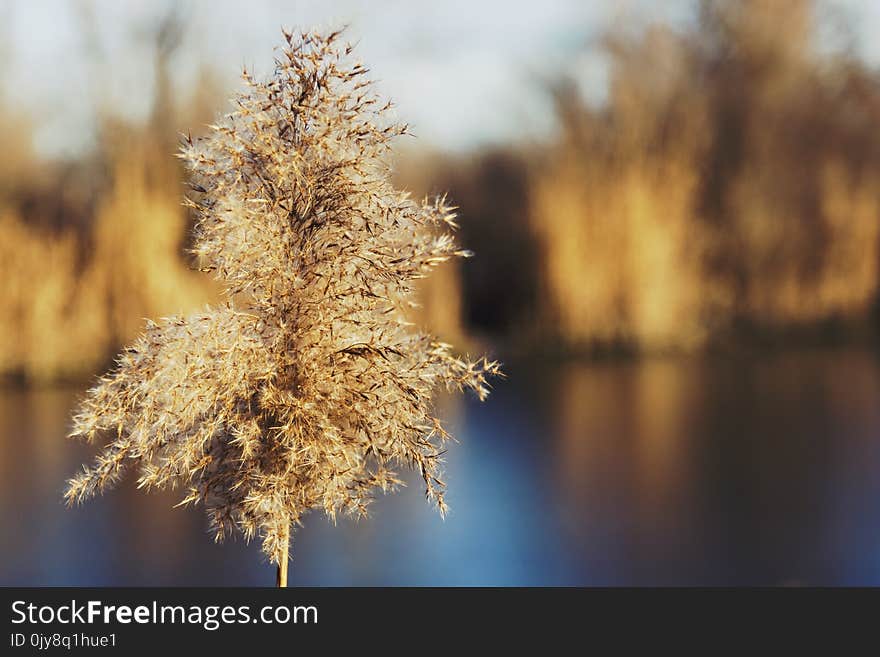 Branch, Frost, Winter, Morning