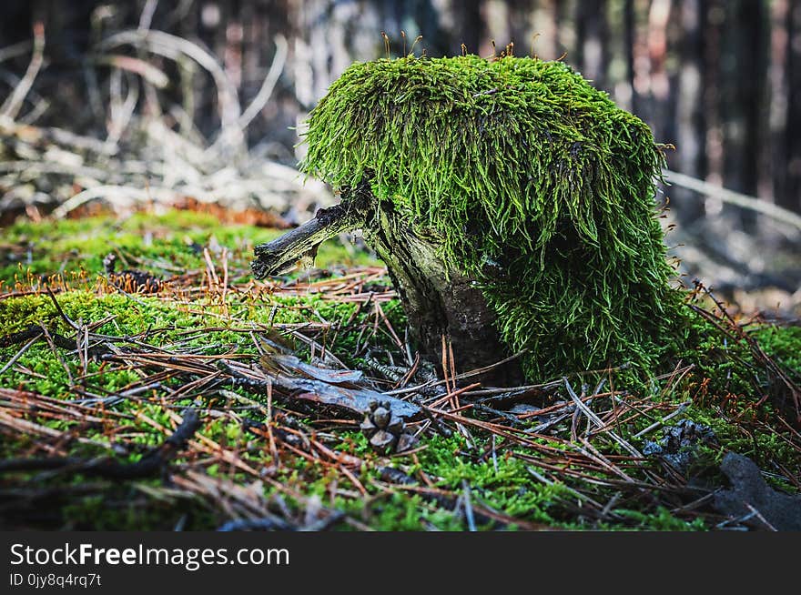 Vegetation, Tree, Grass, Plant