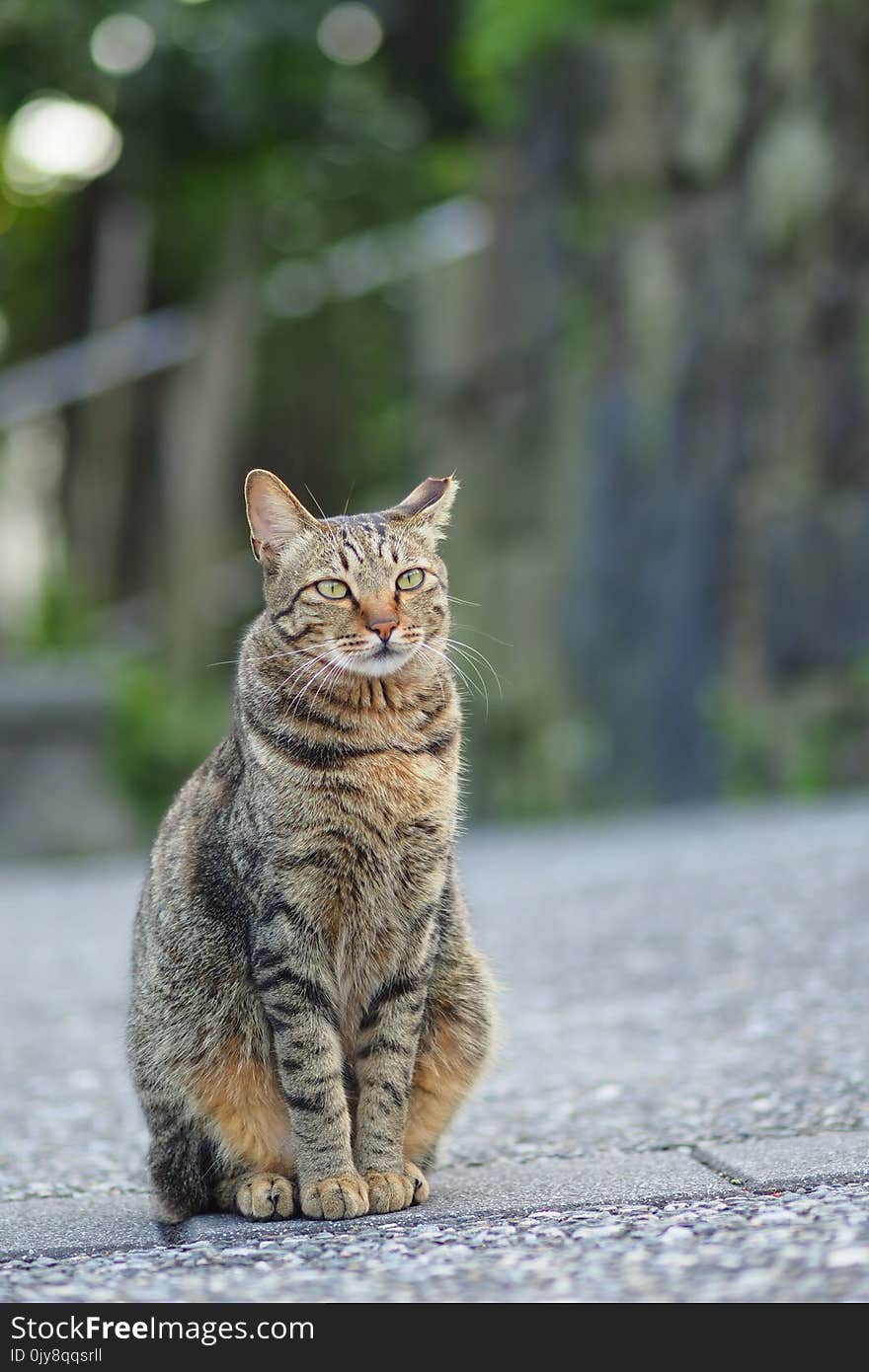 Cat, Dragon Li, Tabby Cat, Mammal