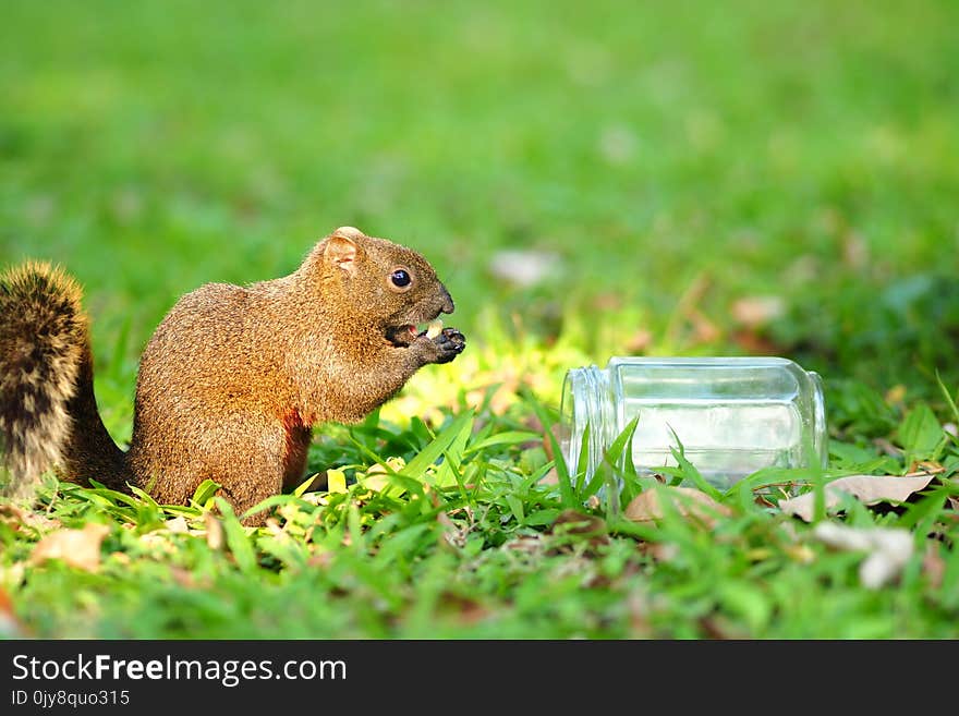 Mammal, Squirrel, Fauna, Grass