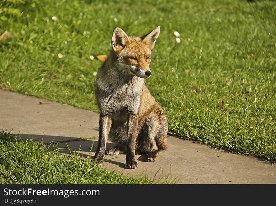 Fox, Wildlife, Fauna, Mammal