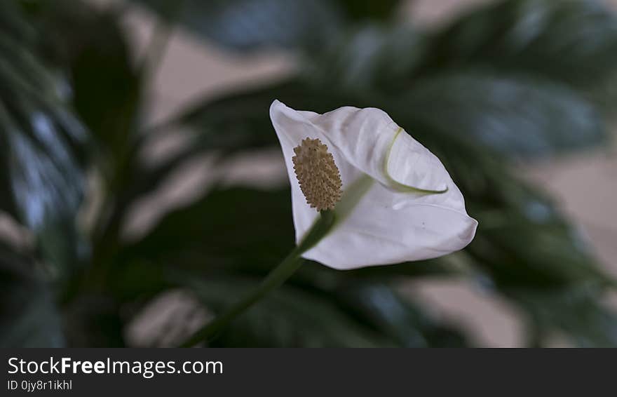 Flower, Flora, Plant, Datura