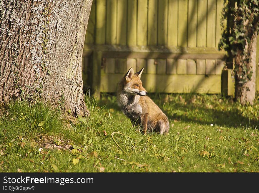 Fauna, Mammal, Wildlife, Grass