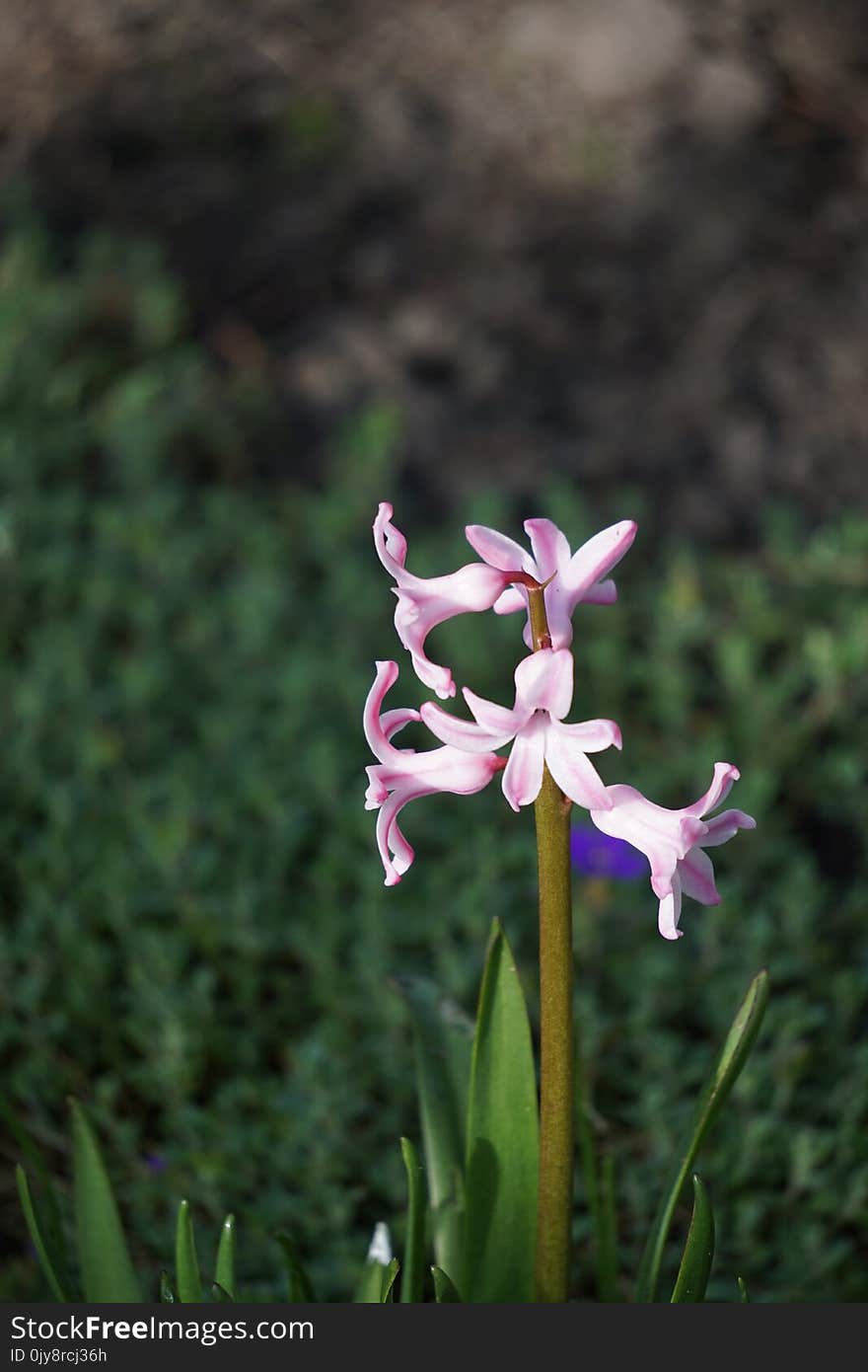 Plant, Flower, Flora, Flowering Plant