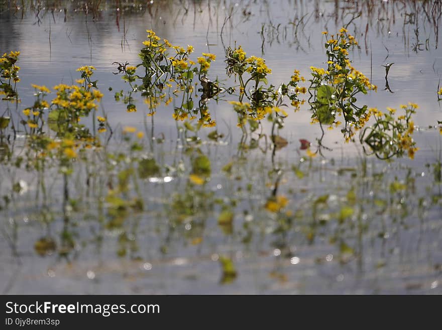 Water, Yellow, Flora, Flower