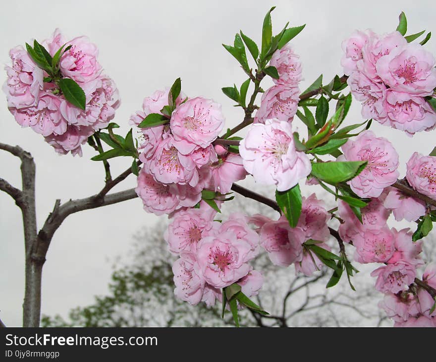 Flower, Plant, Pink, Flowering Plant