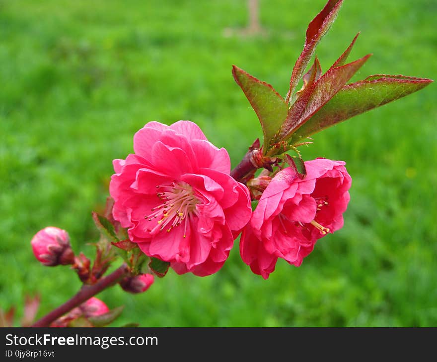 Flower, Pink, Flora, Plant