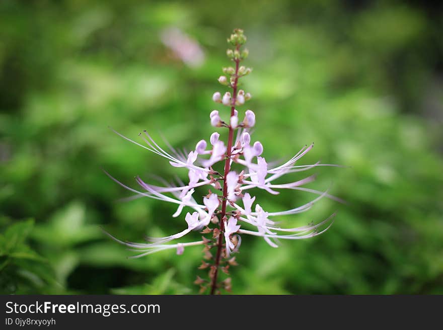 Plant, Flora, Flower, Plant Stem