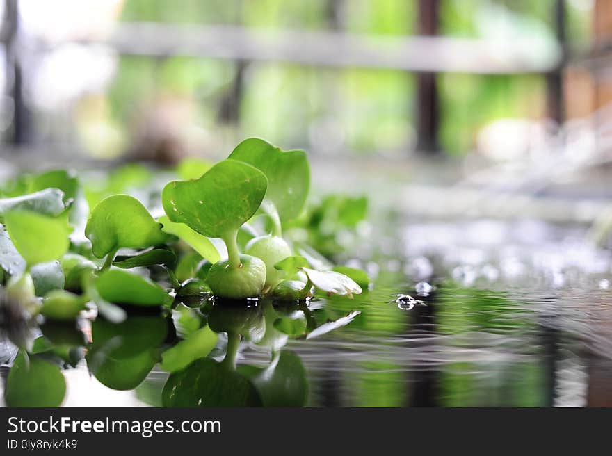 Water, Green, Leaf, Flora