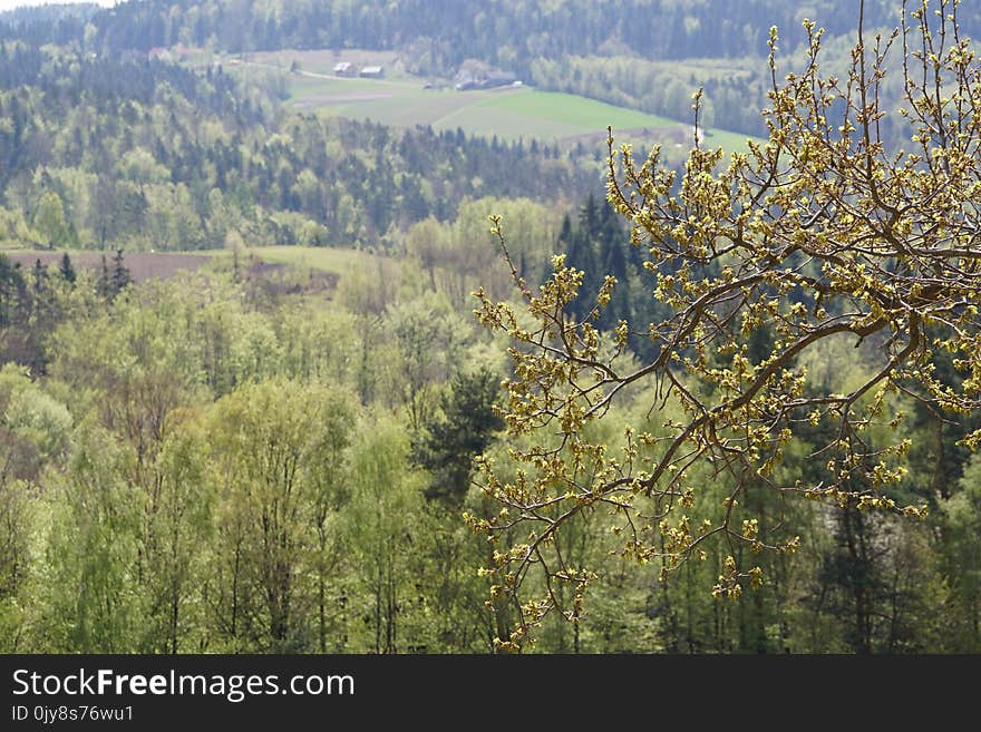 Ecosystem, Nature, Tree, Vegetation