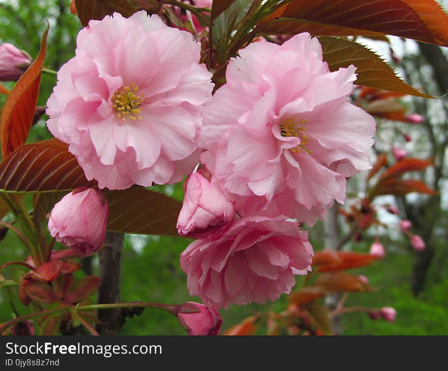 Flower, Plant, Pink, Flowering Plant