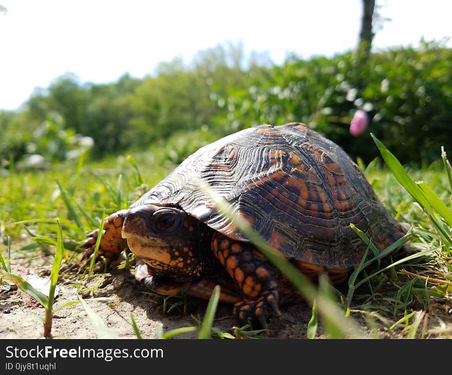 Emydidae, Turtle, Tortoise, Reptile