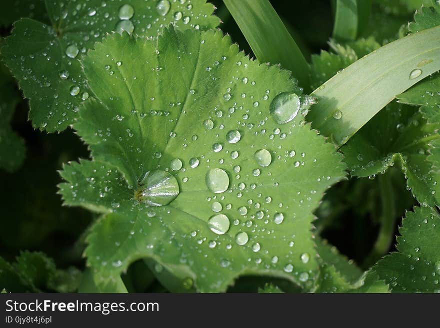 Water, Leaf, Green, Dew