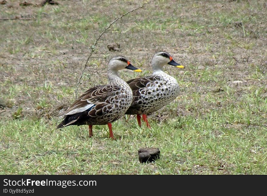 Bird, Duck, Water Bird, Ecosystem