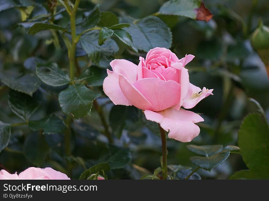 Rose, Flower, Rose Family, Pink