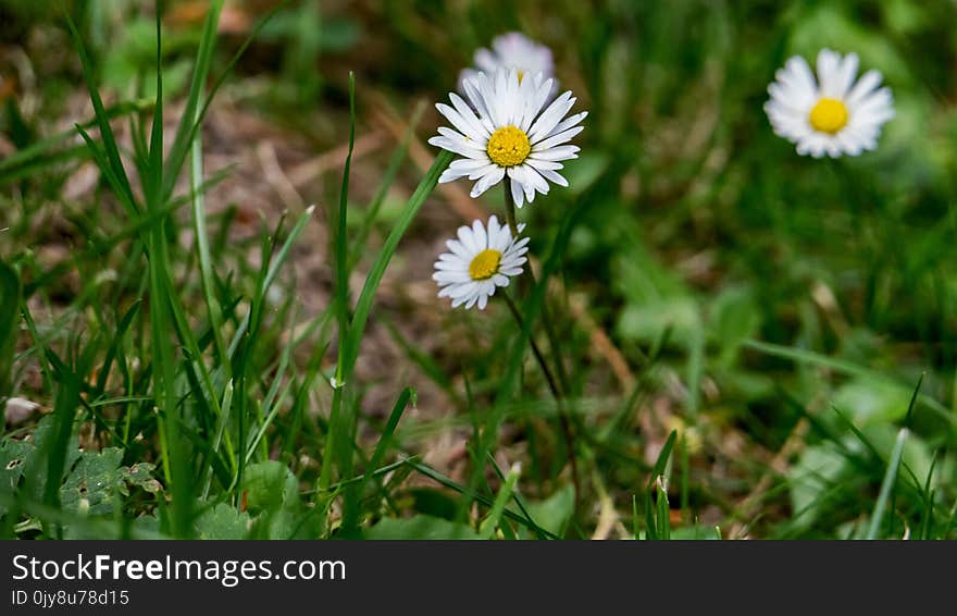 Flower, Plant, Flora, Grass