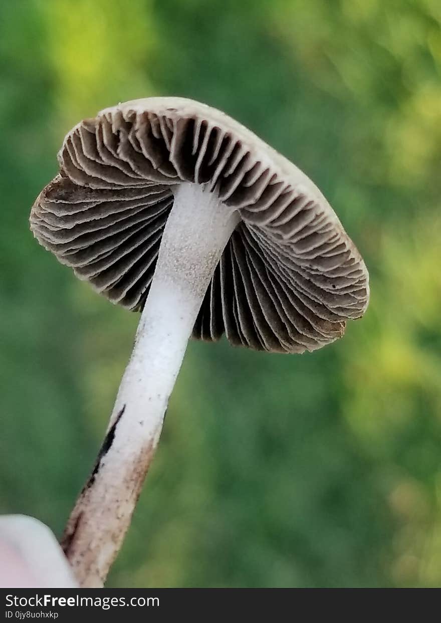 Flora, Mushroom, Close Up, Agaricaceae