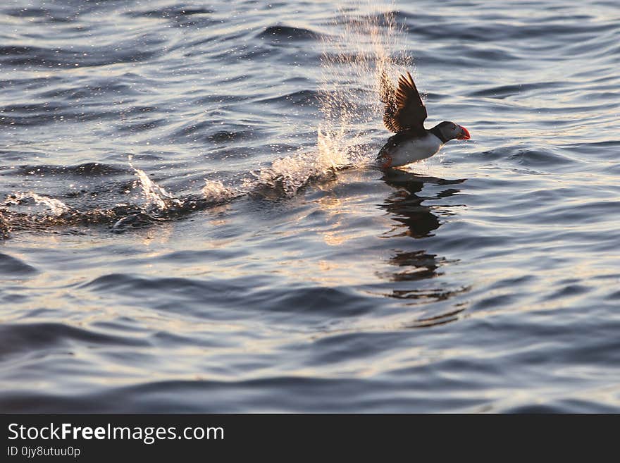 Water, Bird, Vertebrate, Wave