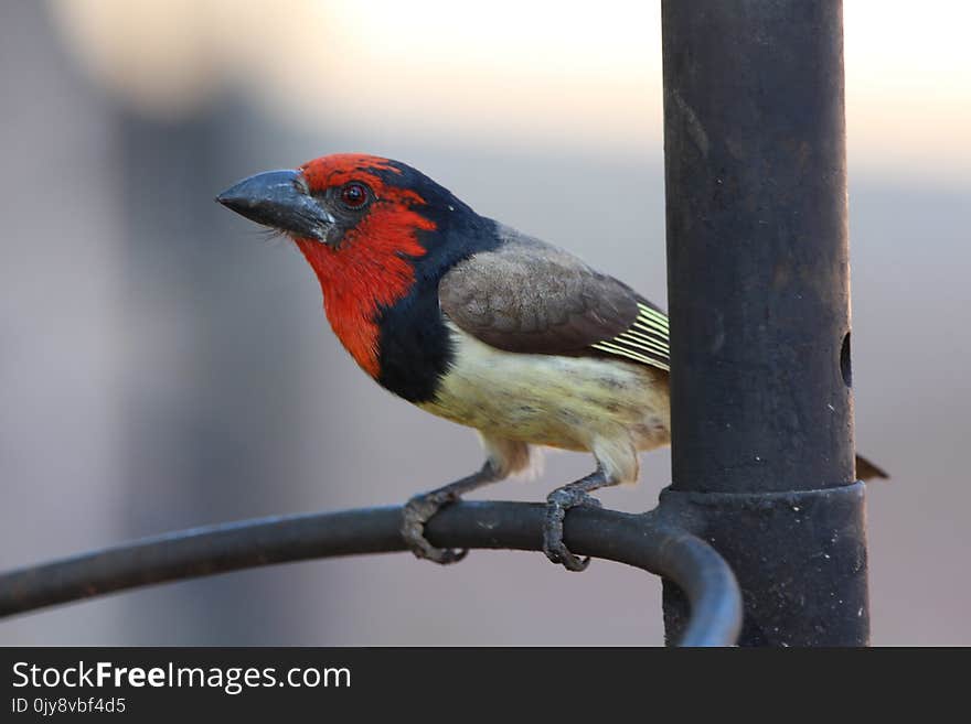 Bird, Beak, Fauna, Finch