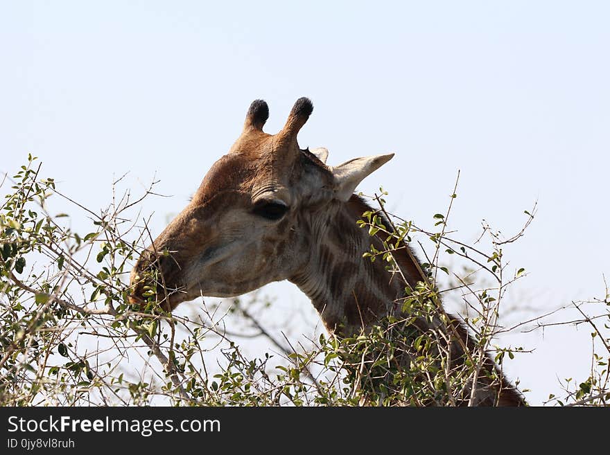 Giraffe, Wildlife, Giraffidae, Fauna