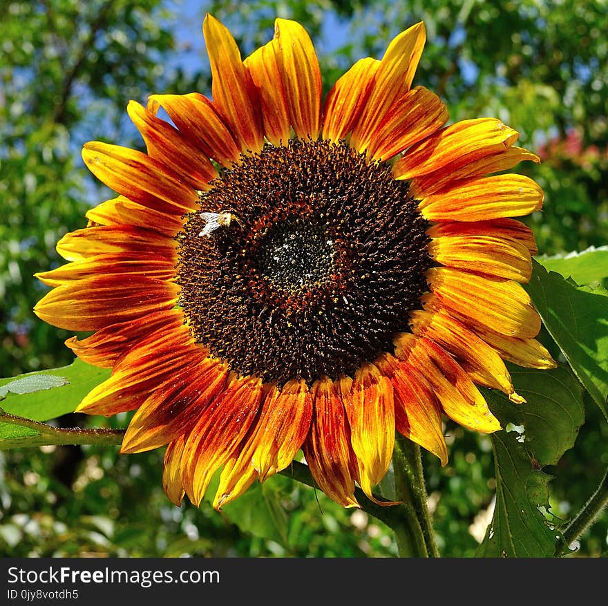 Flower, Sunflower, Sunflower Seed, Flowering Plant