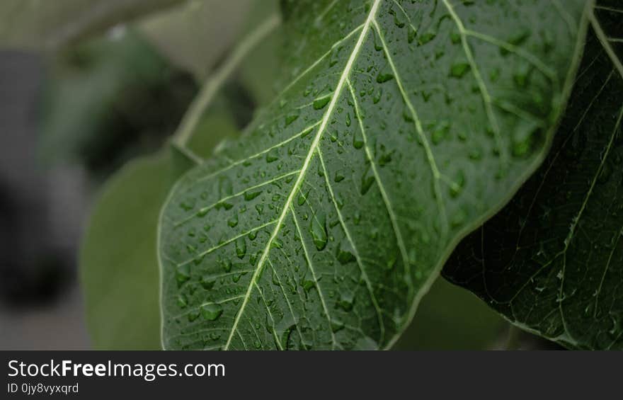 Leaf, Plant Pathology, Plant, Spring Greens