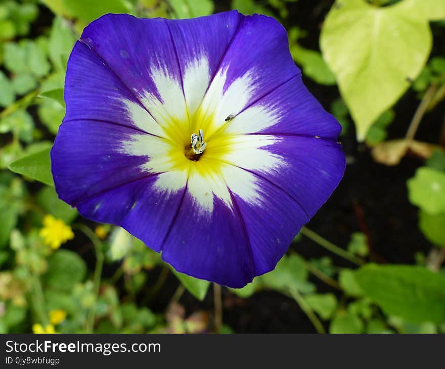 Flower, Plant, Flora, Wildflower