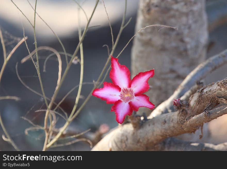 Flora, Plant, Branch, Flower