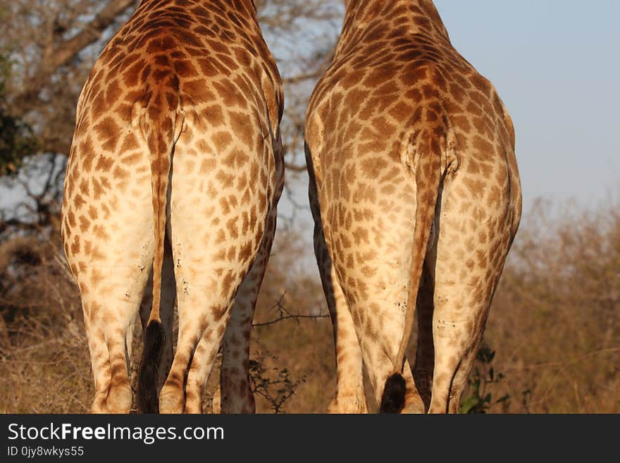 Giraffe, Terrestrial Animal, Giraffidae, Wildlife