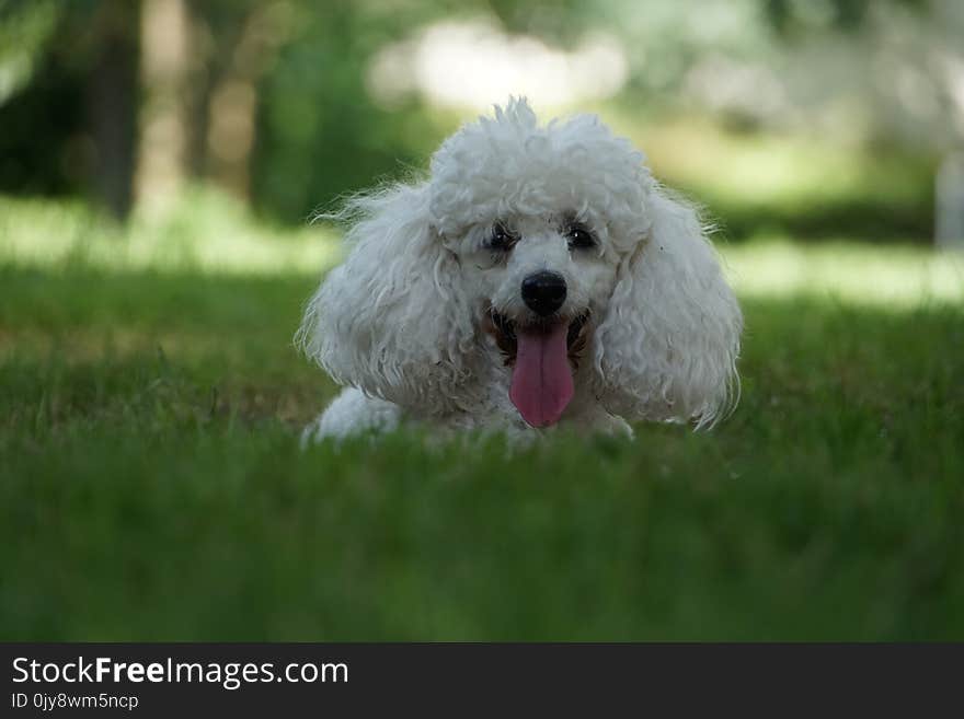 Dog Like Mammal, Dog Breed, Dog, Miniature Poodle