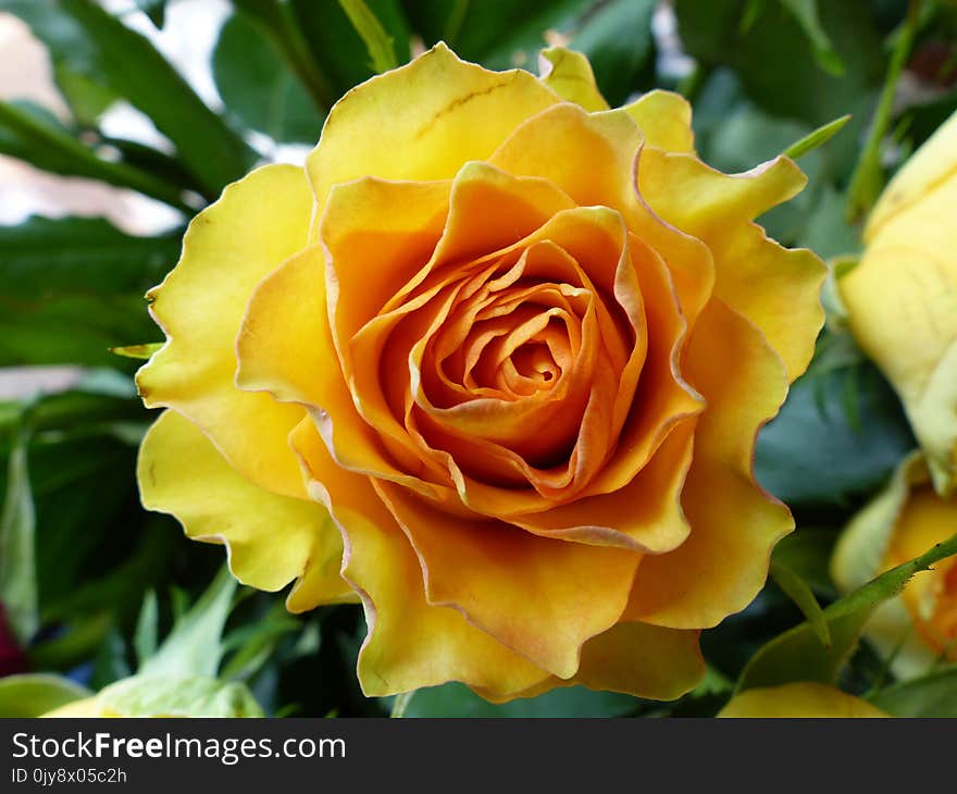 Flower, Rose, Yellow, Rose Family