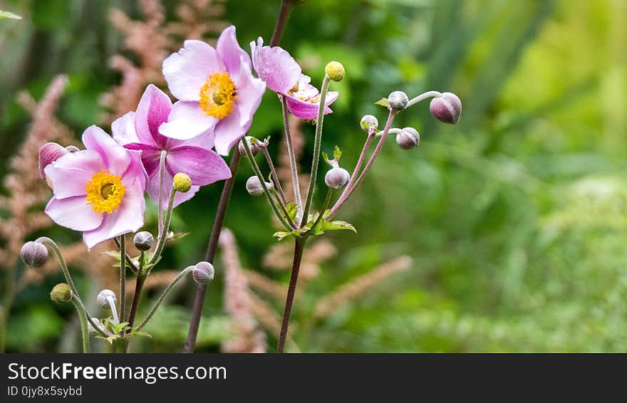 Flower, Flora, Plant, Wildflower