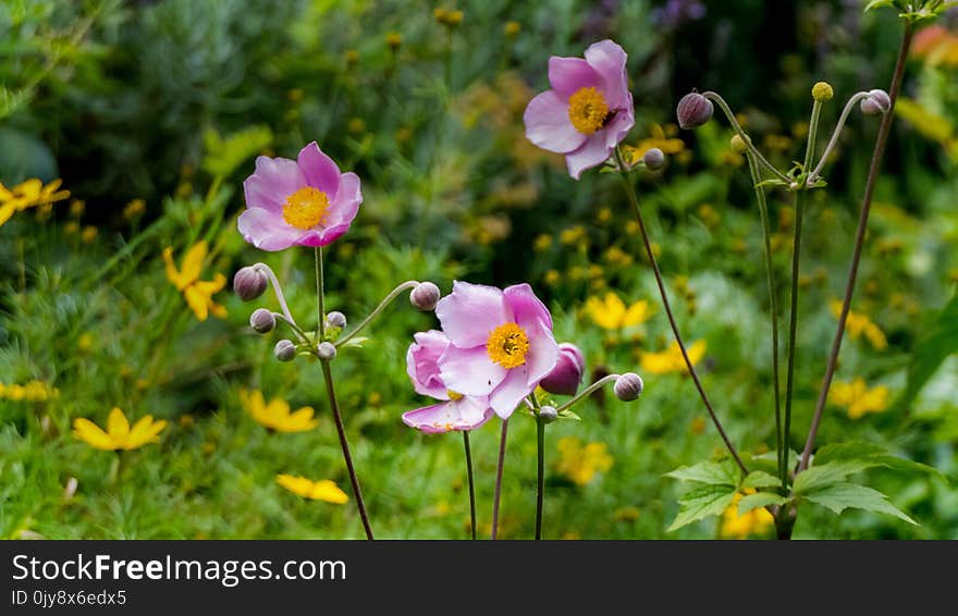 Flower, Flora, Plant, Wildflower