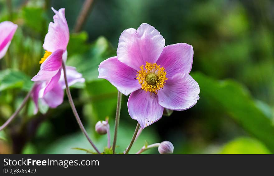 Flower, Flowering Plant, Plant, Flora