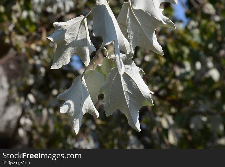 Leaf, Plant, Tree, Branch