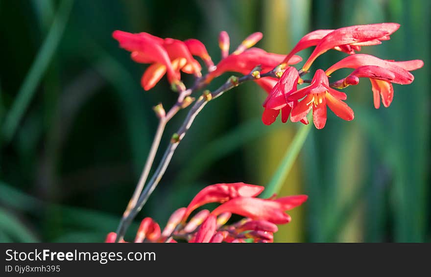 Flower, Plant, Crocosmia, Flora