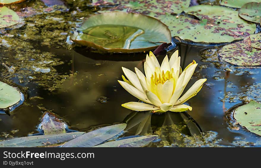 Water, Flower, Nature, Flora