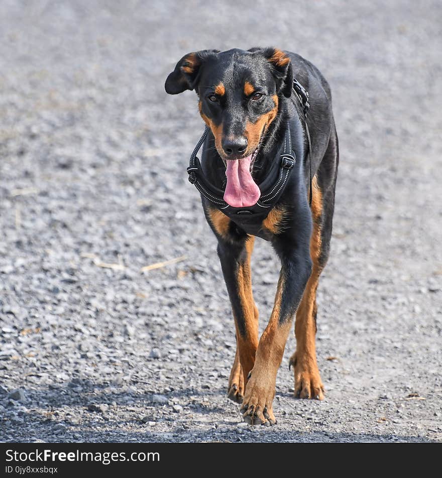 Dog, Dog Breed, Dog Like Mammal, Austrian Black And Tan Hound