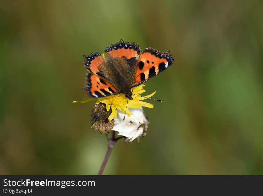 Butterfly, Insect, Moths And Butterflies, Lycaenid