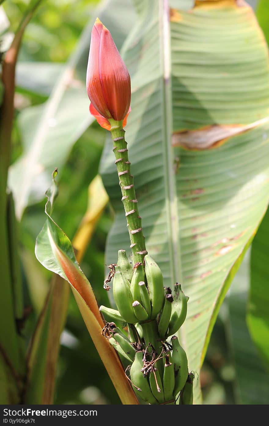 Plant, Flower, Flora, Flowering Plant