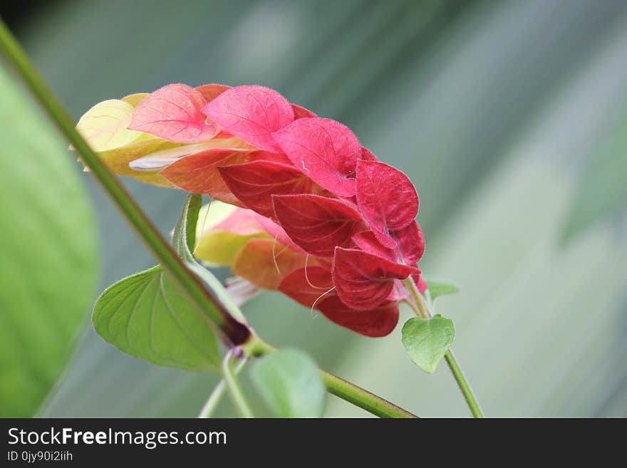 Flower, Flora, Plant, Flowering Plant