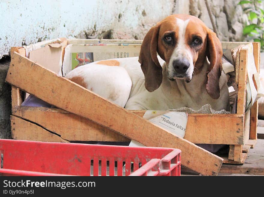 Dog, Dog Like Mammal, Dog Breed, American Foxhound