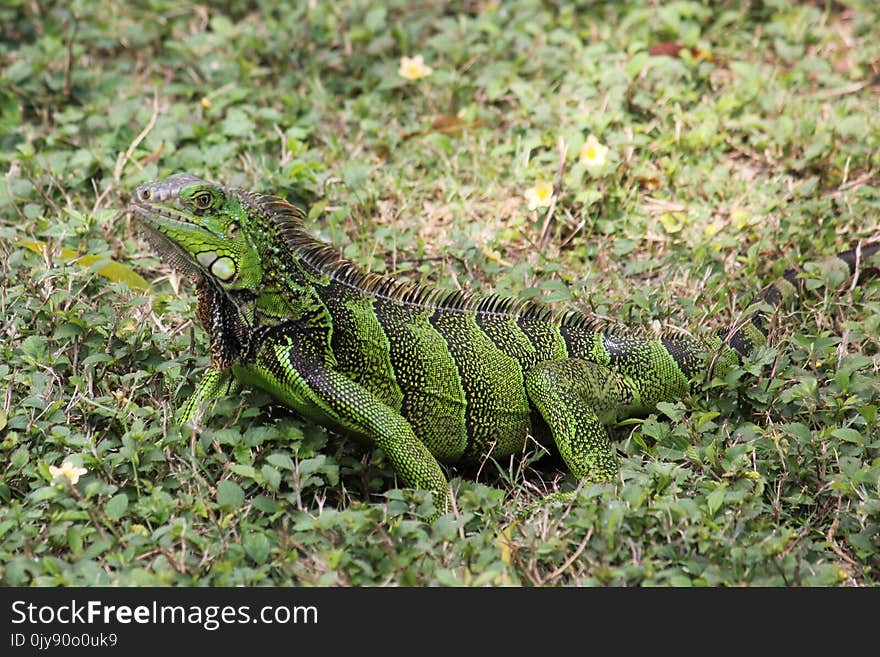 Reptile, Iguana, Lizard, Lacertidae