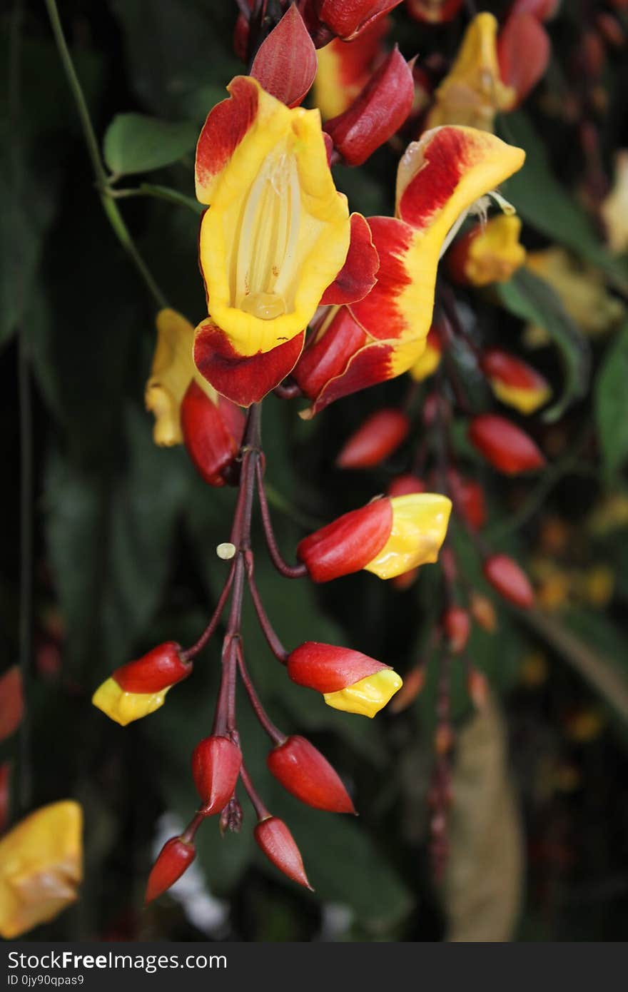 Plant, Flower, Yellow, Flora