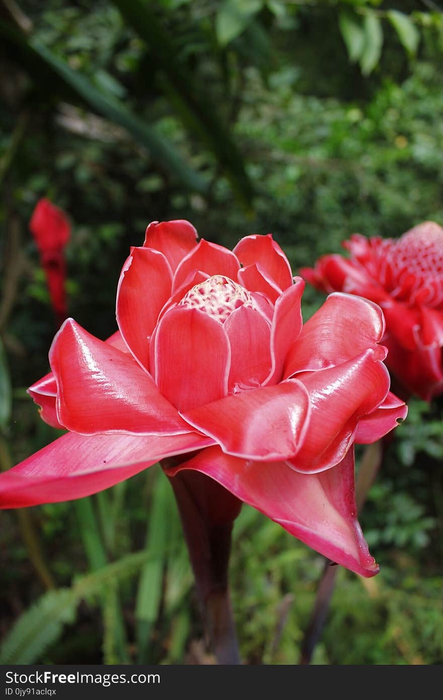 Flower, Plant, Pink, Flora